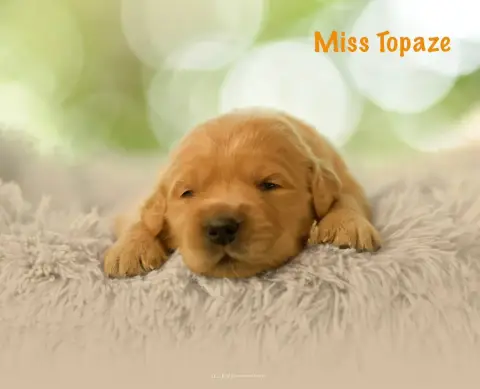 Adopter Golden Retriever 
                        Miss Topaze 872e3