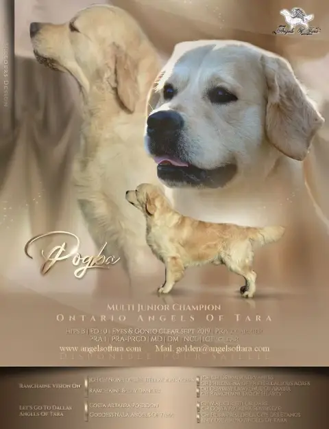 Golden Retriever  Chiot 6 Du Saphir Blanc