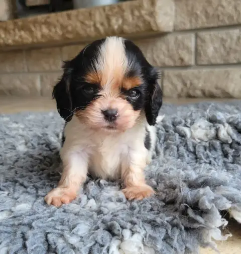 Cavalier King Charles Spaniel  Mâle Tricolore N°2 Des 1d9c0