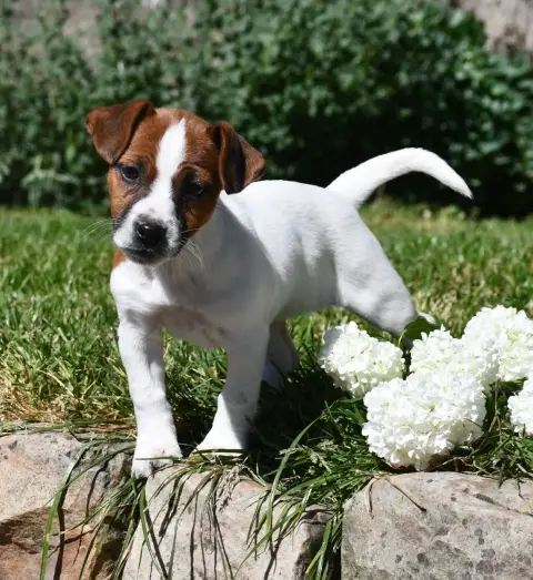 Jack Russell Terrier  Chiot 1 Du Pont Du Riot D'Esnes 6edcd photo 2