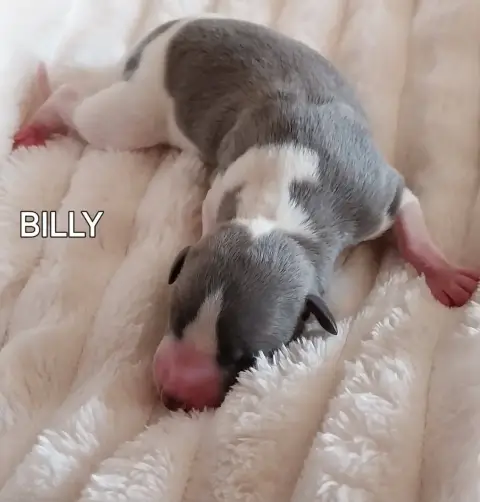 Whippet  Billy Hellowhip photo 3