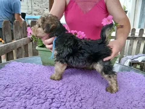 Lakeland Terrier  Burberry Des Regaires photo 3