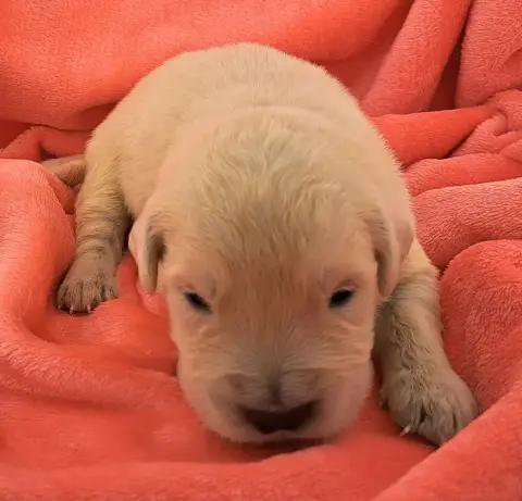 Golden Retriever  Benji (Ruban Blanc) Of Mayajoe'S Dr d74b8