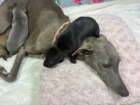 Whippet photo 2
