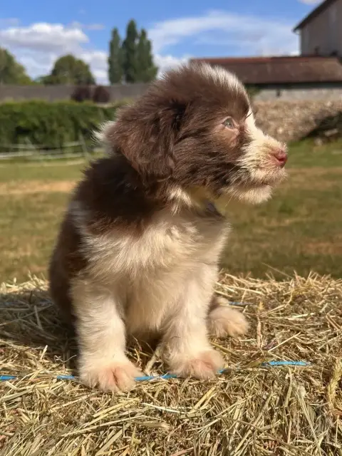 Bearded Collie  Brehat photo 2