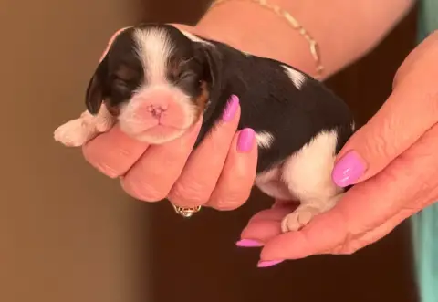 Cavalier King Charles Spaniel photo 3
