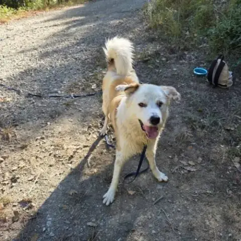 Chien Debou À L Adoption