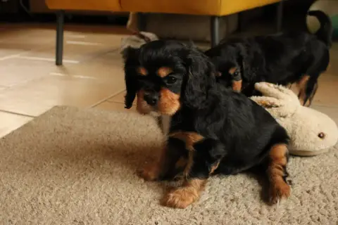 Cavalier King Charles Spaniel  Brownie photo 2