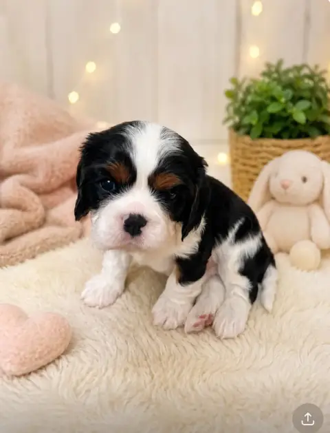 Cavalier King Charles Spaniel  Berlioz Du Rougaillou a8cbc photo 3