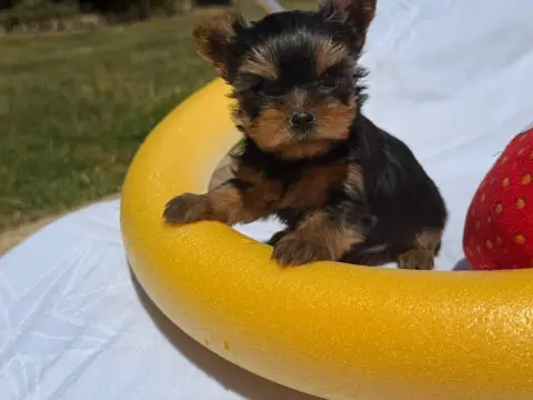 Yorkshire Terrier  Chiot N°3 Du Moulin De Madjurie