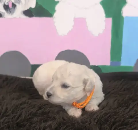 Bichon Frise  Chiot N°3 Von Bereich Sandalvi photo 3