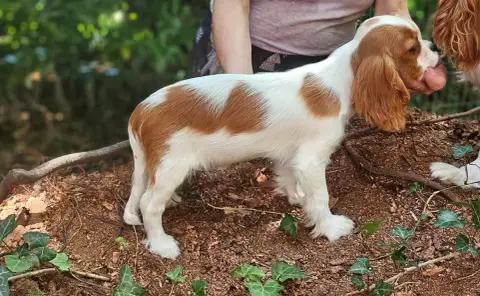 Cavalier King Charles Spaniel  Bridgerton Francesca O 86241 photo 3