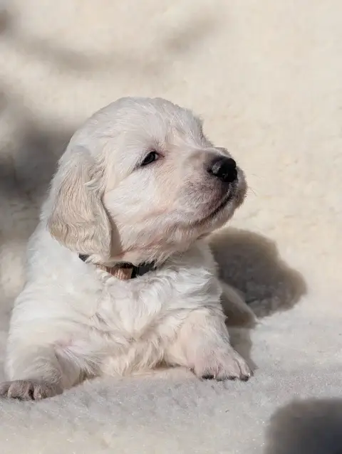 Golden Retriever  Bond De L'Esprit D'Oural photo 2