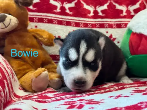 Siberian Husky  Bowie Mahigan