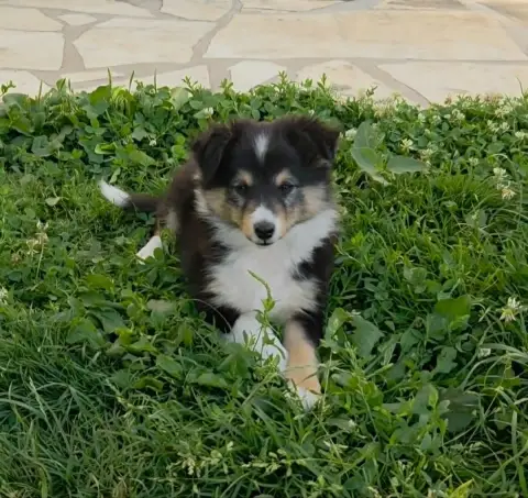 Shetland Sheepdog  Bazil De La Vallée Du Vrin