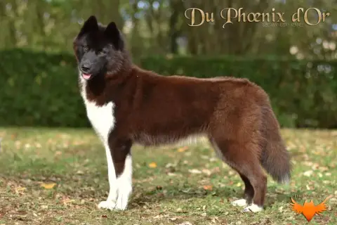Siberian Husky  Collier Orange De L'Étoile Sibérienne 032e4 photo 3