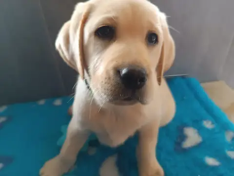 Labrador Retriever  Baltot Des Gazons D'Ile De France caa01