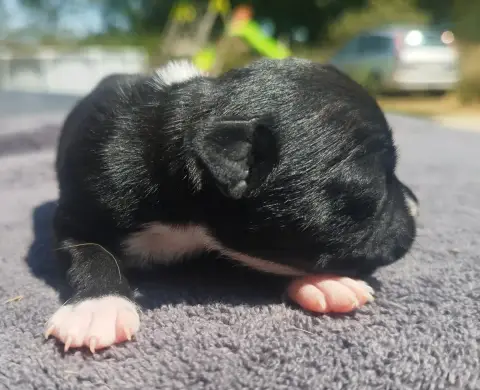 Staffordshire Bull Terrier 
                        C 3a4ef photo 3