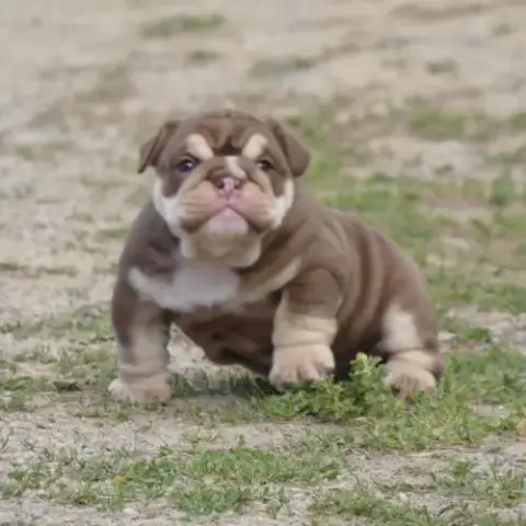 Chiot Bulldog Anglais Exotique