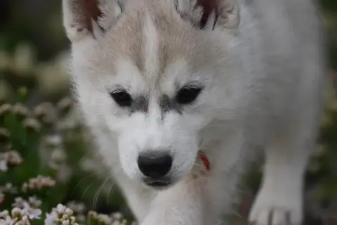 Siberian Husky  Boreas Eiras Siberian Southeast