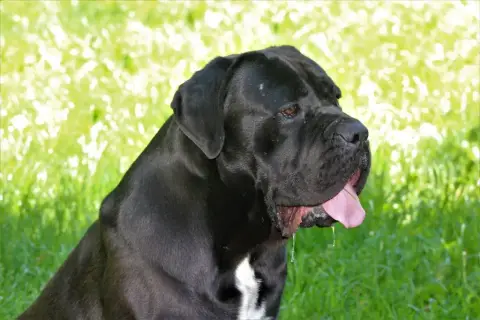 Cane Corso  Bosko Des Gardiens De Lennantony photo 3