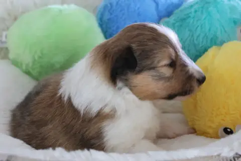 Shetland Sheepdog  Chiot N°1 Du Royaume De La Petite  e4f6f photo 3