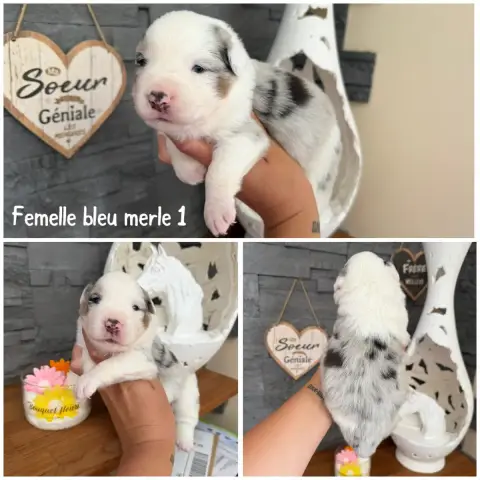 Berger Américain Miniature  Bleu Merle 1 Des Terres D 21335
