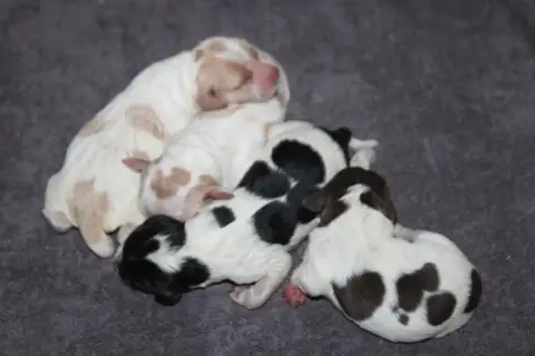 Epagneul Breton  Chiot N°1 De La Vallée De La Py
