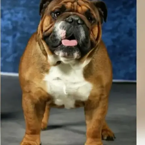 Bouledogue Anglais