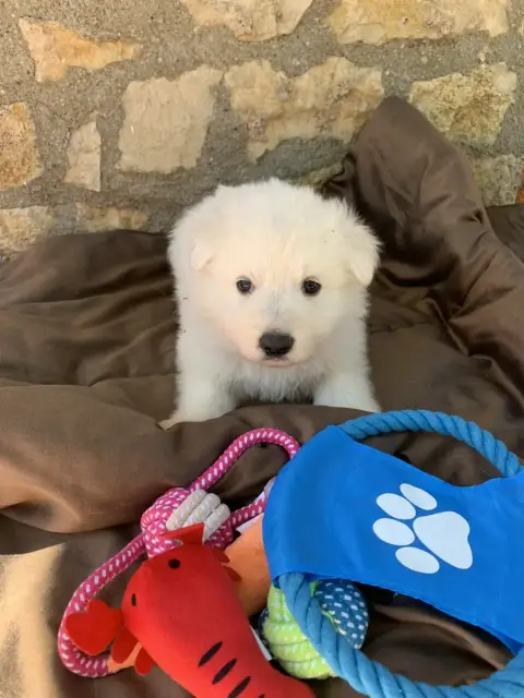 Berger Blanc Suisse  Collier Bleu