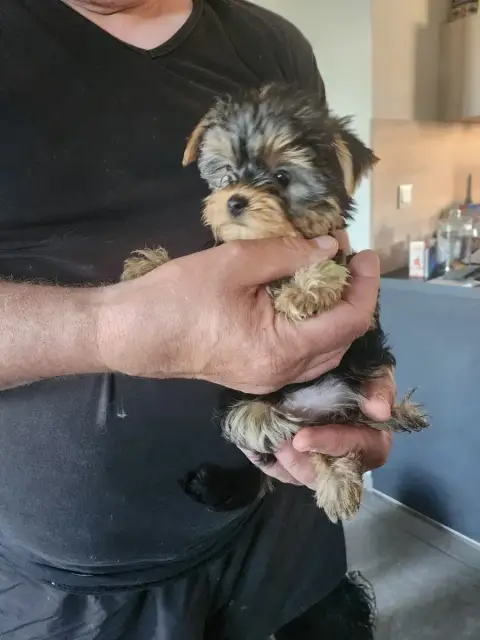 Yorkshire Terrier  Chiot N°3 Des Babys D'Emporda photo 2
