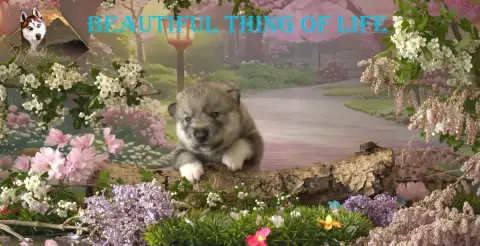 Siberian Husky  Beatiful Thing Of Life De Naya'S Drea f9437
