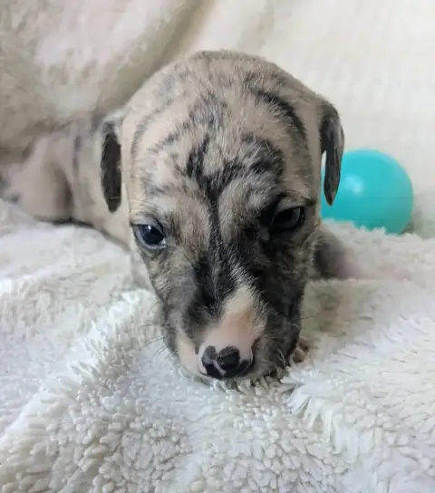 Whippet  Bajar De Rockalma