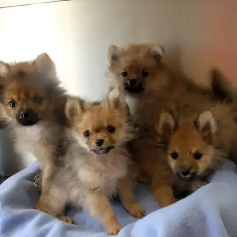 Magnifiques Chiots Spitz Nain
