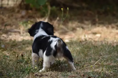 Cavalier King Charles Spaniel 
                       7f701 photo 3
