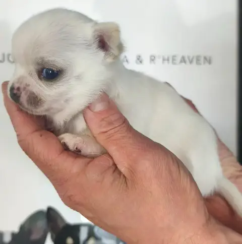 Chihuahua  Bianka De L'Eclipse Du J'Gembad photo 3