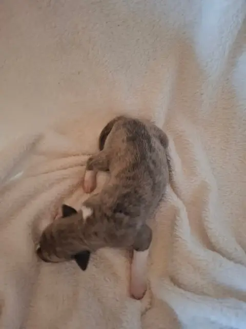 Whippet  Chiot 1 photo 2