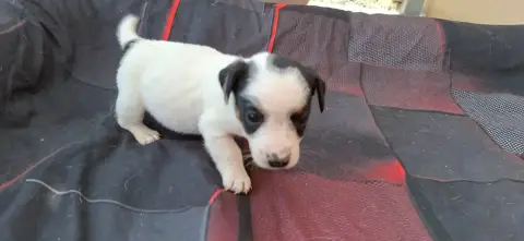 Jack Russell Terrier  Chiot 3 De L'Etang De Rochefort 3ac3e