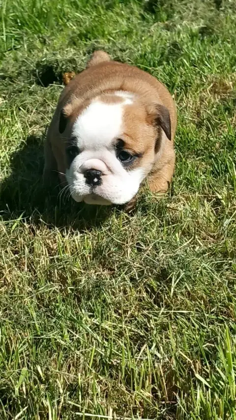 Bulldog Anglais  Chiot N°4 Stocky Family photo 2
