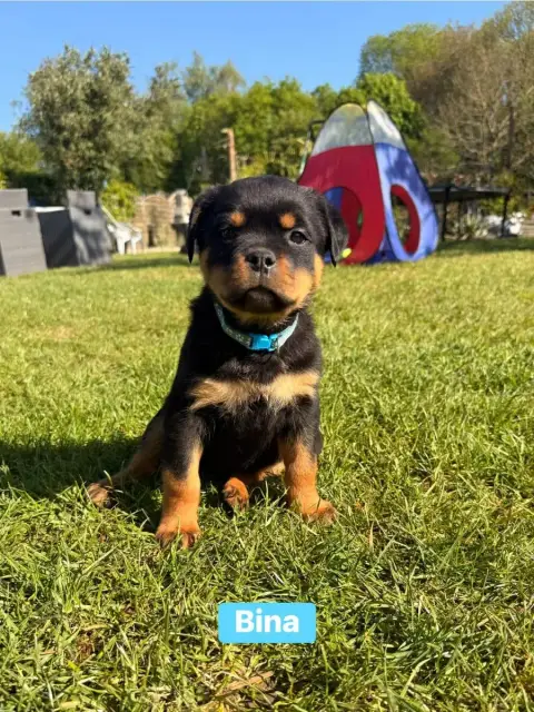 Rottweiler  Bina Des Gardiens Du Mur De Glace