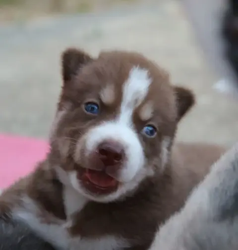 Siberian Husky  Browny Gold Of Wolf
