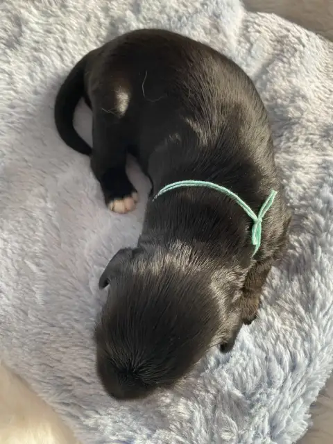 Terrier Tibetain  Bb Bleu Clair De La Tribu De Dawa 606be