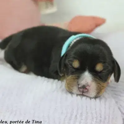 Chiots Beagle Lof À Vendre