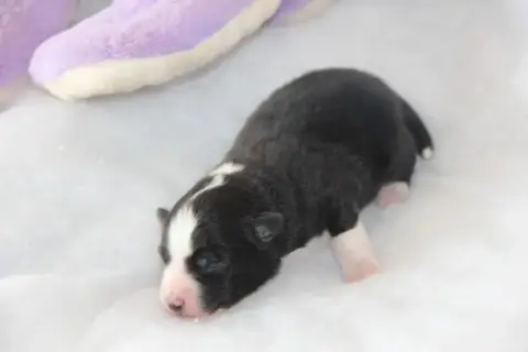 Berger Américain Miniature  Chiot N°2 Na Caorrun photo 2