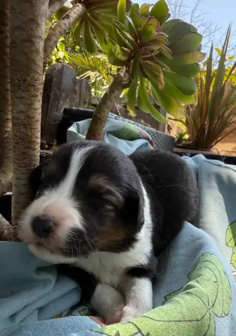 Berger Australien  Chiot 5 Bloom De La Vallée De La F 6ddbd