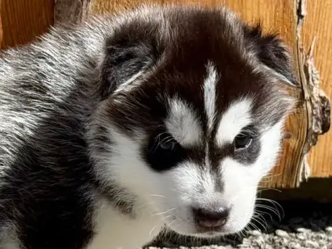 Siberian Husky  Mâle 2 (Tyska -