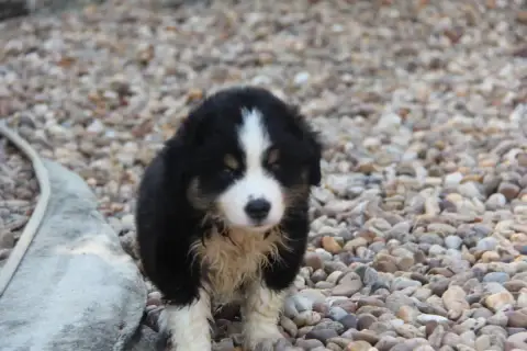 Berger Américain Miniature  Chiot N°4 Na Caorrun