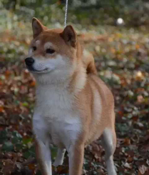 Shiba  Chiot 1 De La Baie De La Mancha photo 3