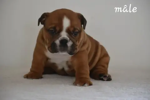 Bulldog Anglais photo 3