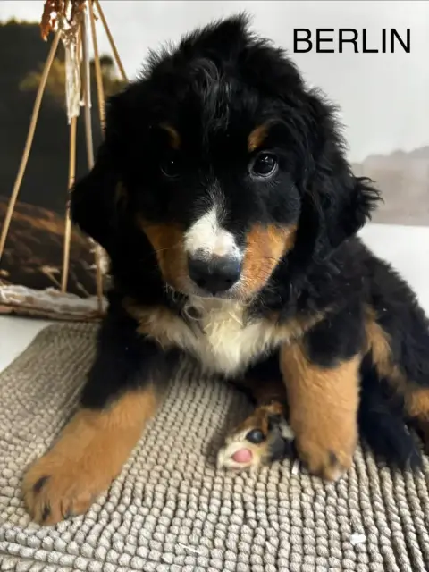 Bouvier Bernois 
                        Berlin De La be588